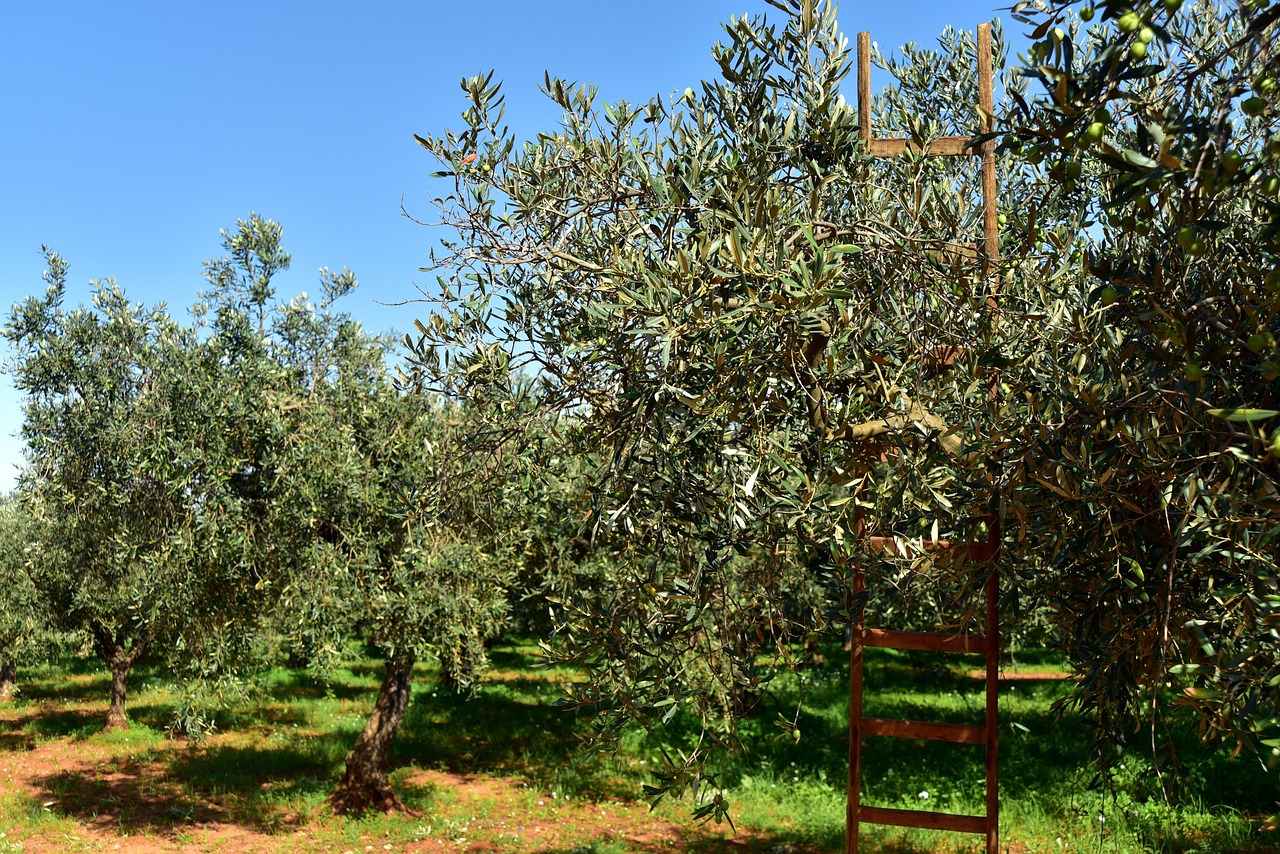 olive grove field