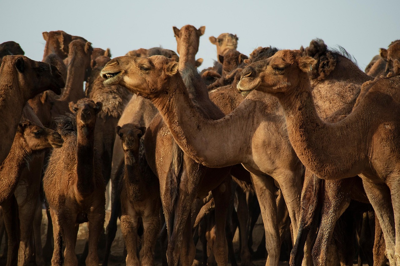 camel herd desert