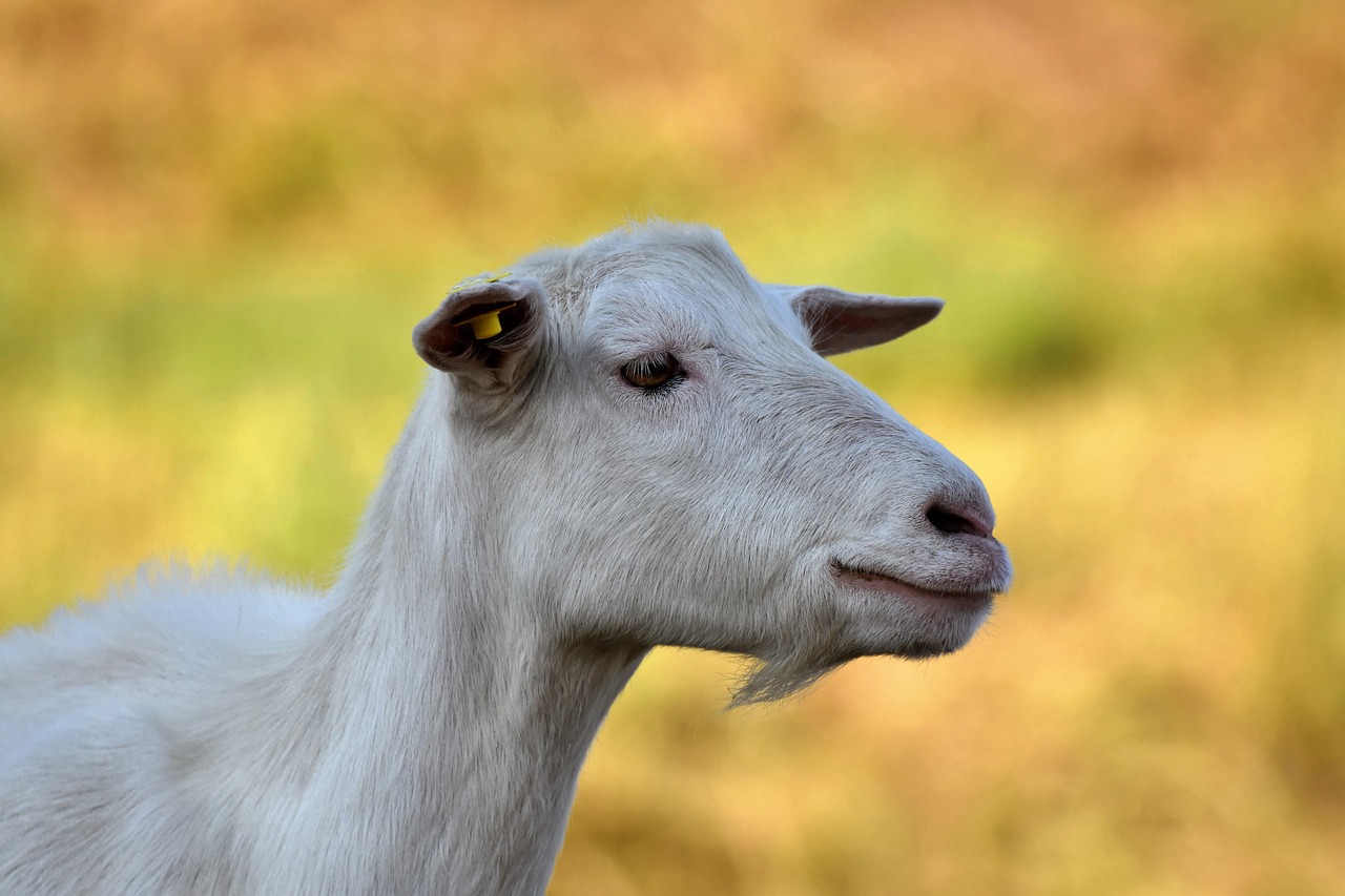 goats pasture herd